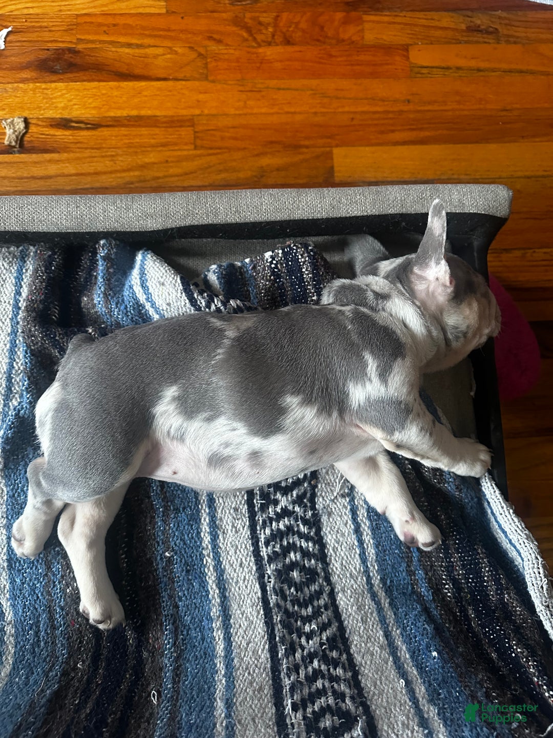 French Bulldog dogs for sale: Tiny - Ad 2