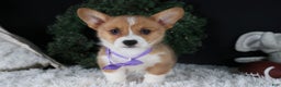 Welsh Corgi Pembroke dogs for sale: Holden - Ad 24