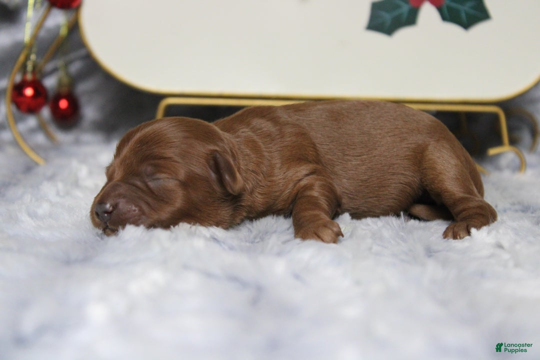 Cavapoo dogs for sale: Honey - Ad 4