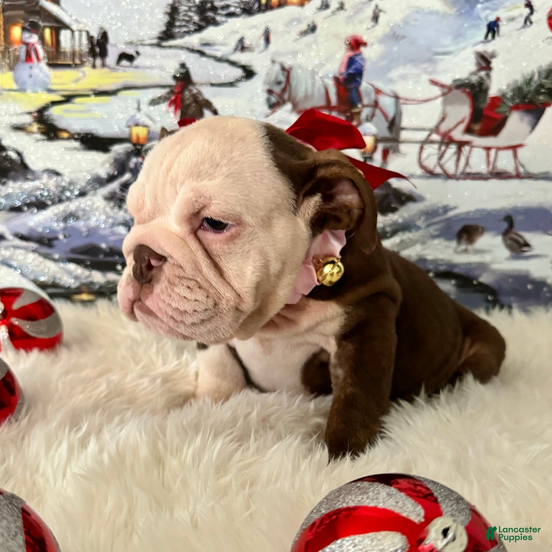 English Bulldog dogs for sale: Gala - Ad 8