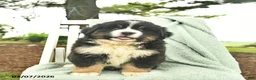 Mixed Breed dogs for sale: Ruby  - Ad 4