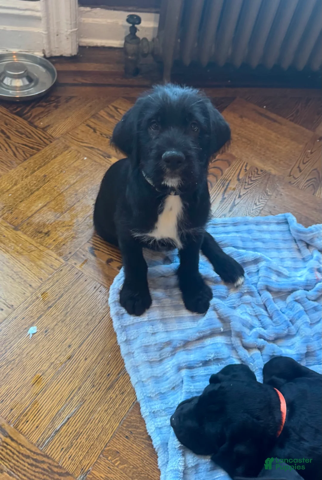 Mixed Breed dogs for sale: Gray Collar - Ad 2