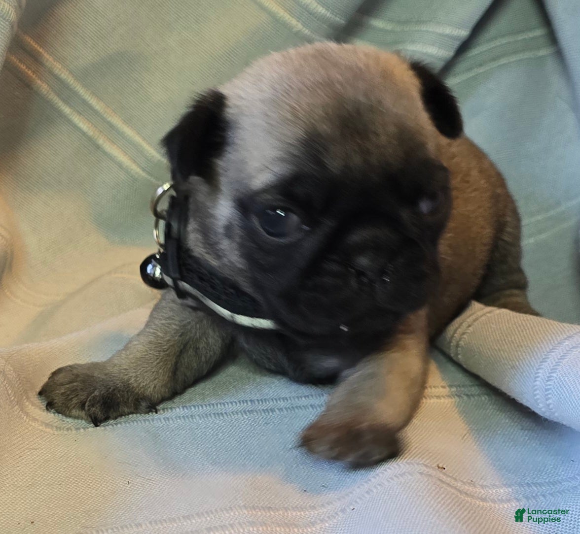 Pug dogs Levon - Ad 42