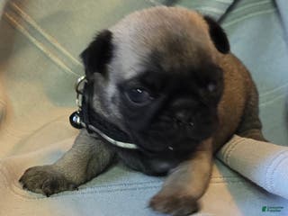 Pug dogs Levon - Ad 42
