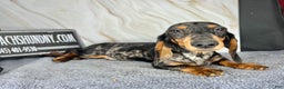 Miniature Dachshund dogs for sale: Pra clear CH Parents AKC  - Ad 4