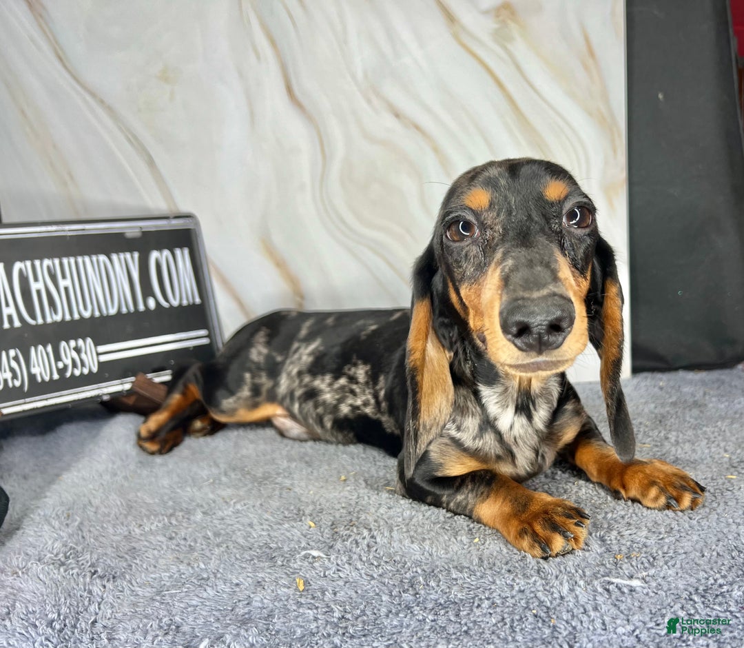 Miniature Dachshund dogs for sale: Pra clear CH Parents AKC  - Ad 4