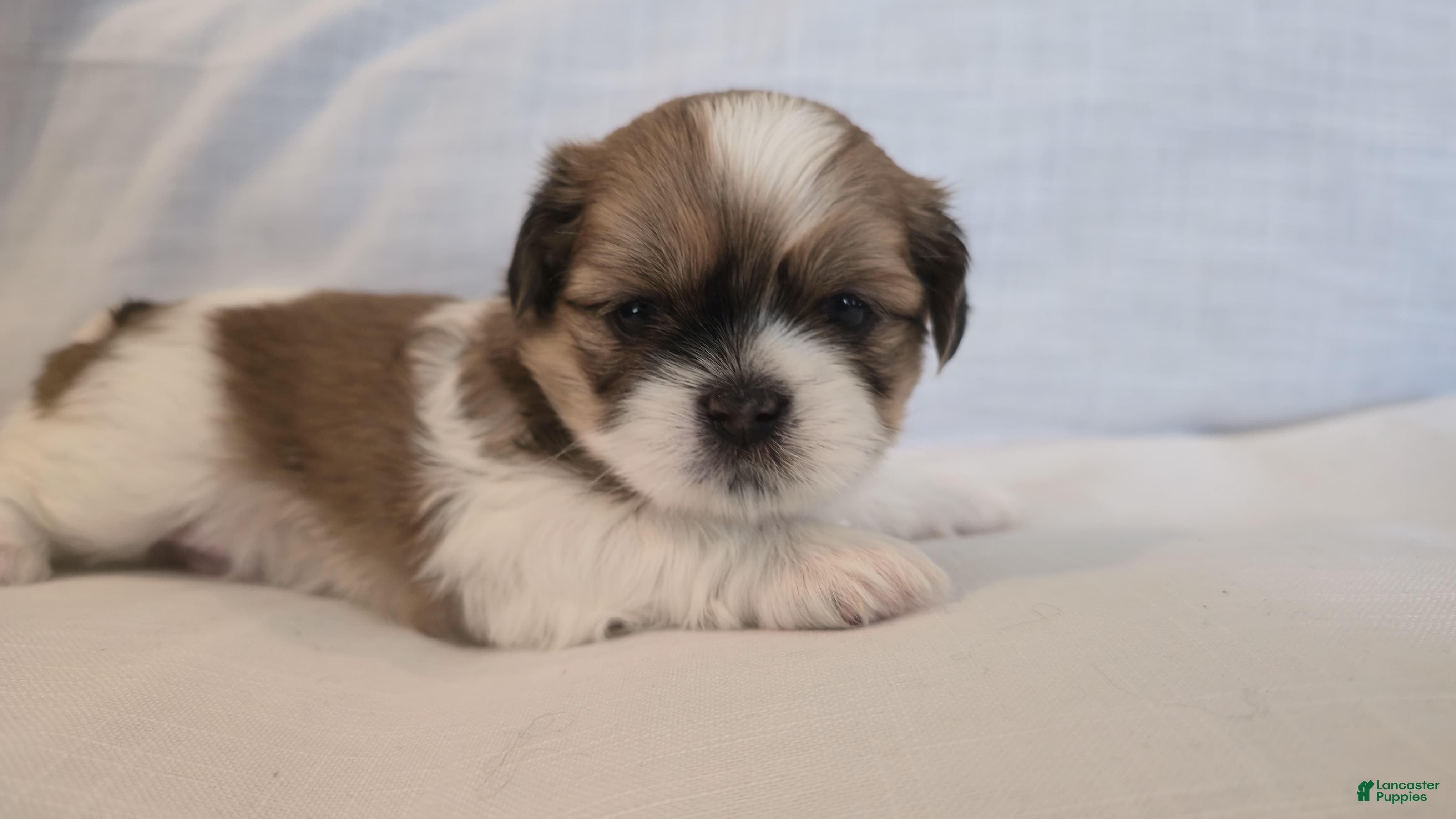 Shih Tzu dogs Twix  - Ad 1