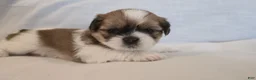 Shih Tzu dogs for sale: Twix  - Ad 1