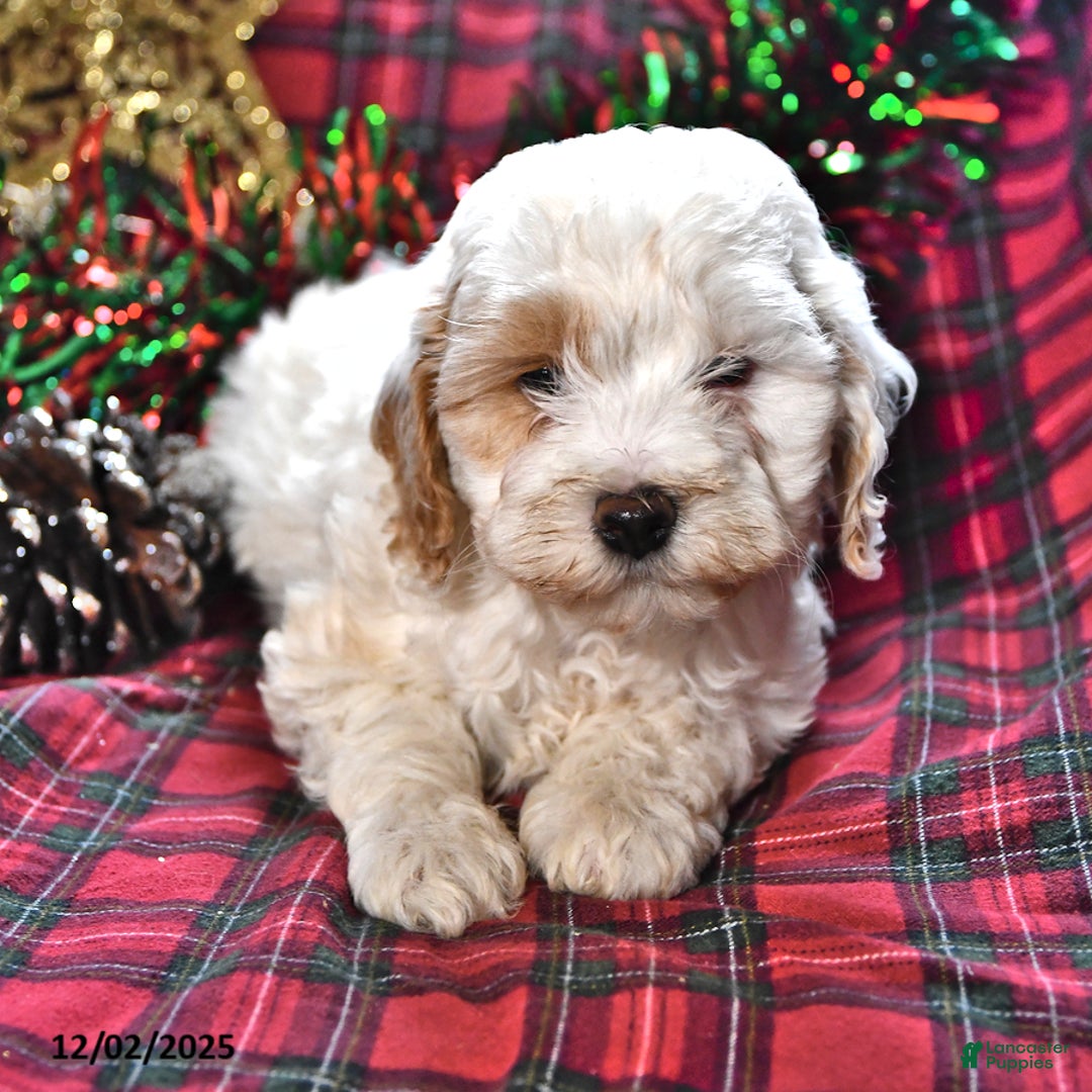 Miniature Poodle dogs for sale: Bailey - Ad 2