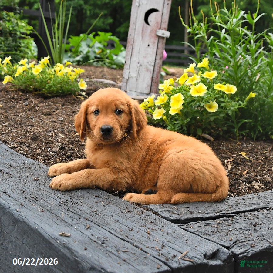 Golden Retriever dogs Randy - Ad 2
