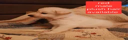 German Shepherd dogs for sale: German Shepherd Puppy 1 - Ad 10