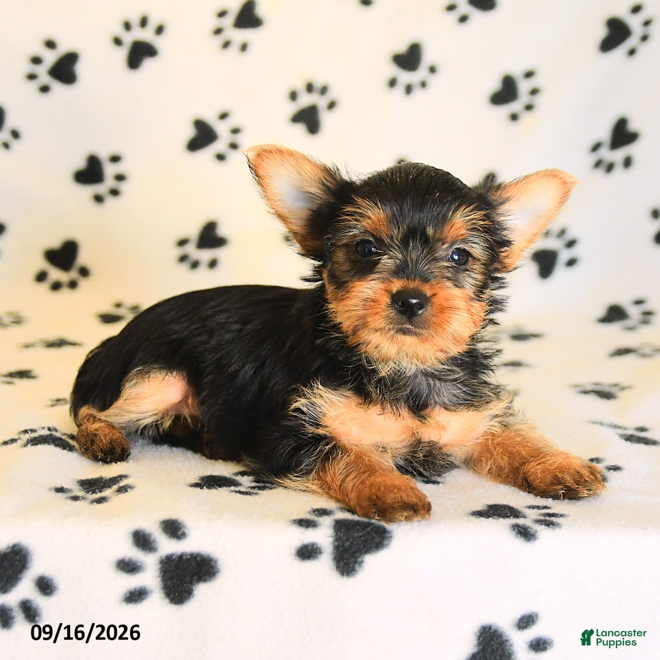 Yorkshire Terrier dogs June - Ad 2