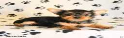 Yorkshire Terrier dogs for sale: June - Ad 2