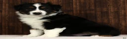 Miniature Australian Shepherd dogs for sale: Thunder - Ad 3