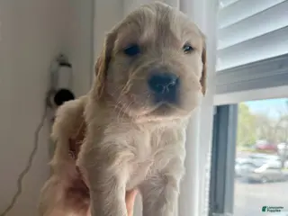 Golden Retriever dogs Golden Retriever Puppy 1 - Ad 11