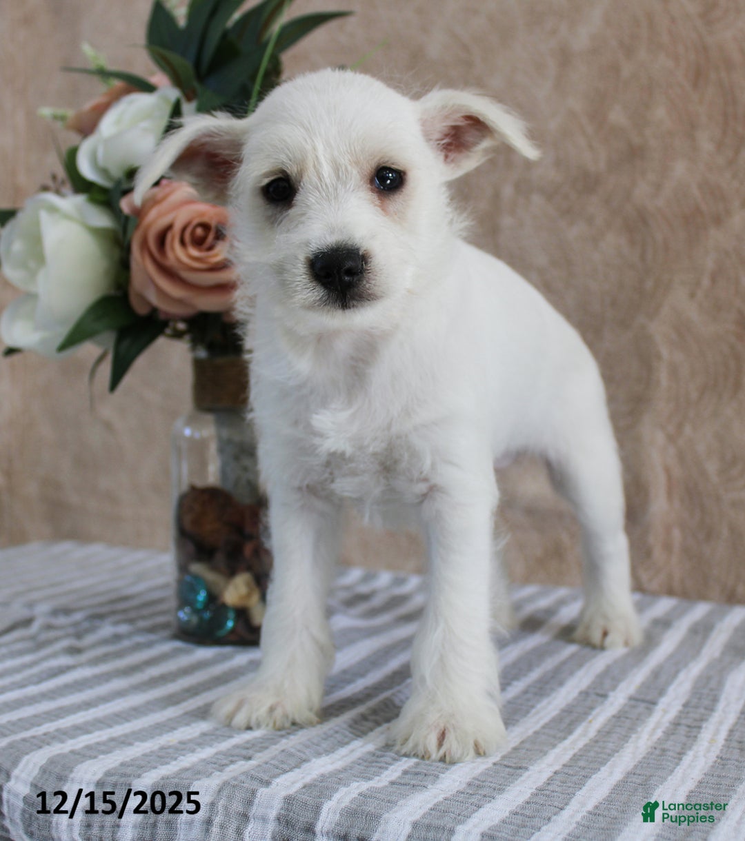 Miniature Schnauzer dogs for sale: Preston - Ad 2