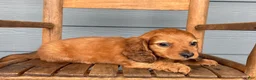 Miniature Dachshund dogs for sale: Satin - Ad 2