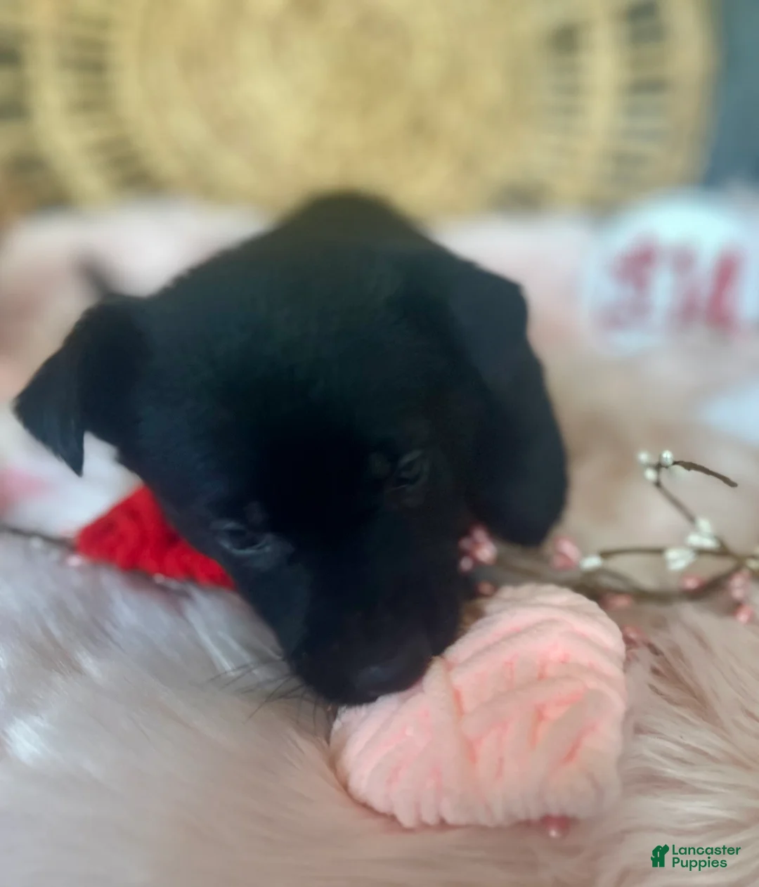 German Shepherd dogs for sale: Dahlia  - Ad 10