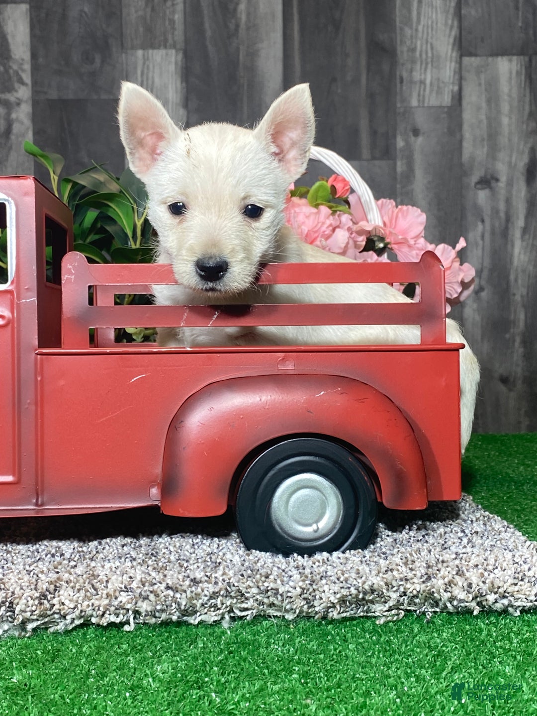 West Highland Terrier dogs for sale: Winnie - Ad 3