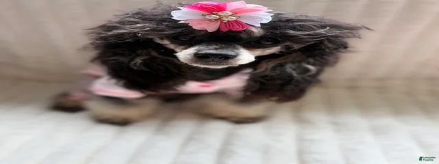 Cookie