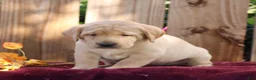 Labrador Retriever dogs for sale: Rosy  - Ad 4