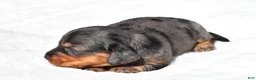 Miniature Dachshund dogs for sale: Hope - Ad 5