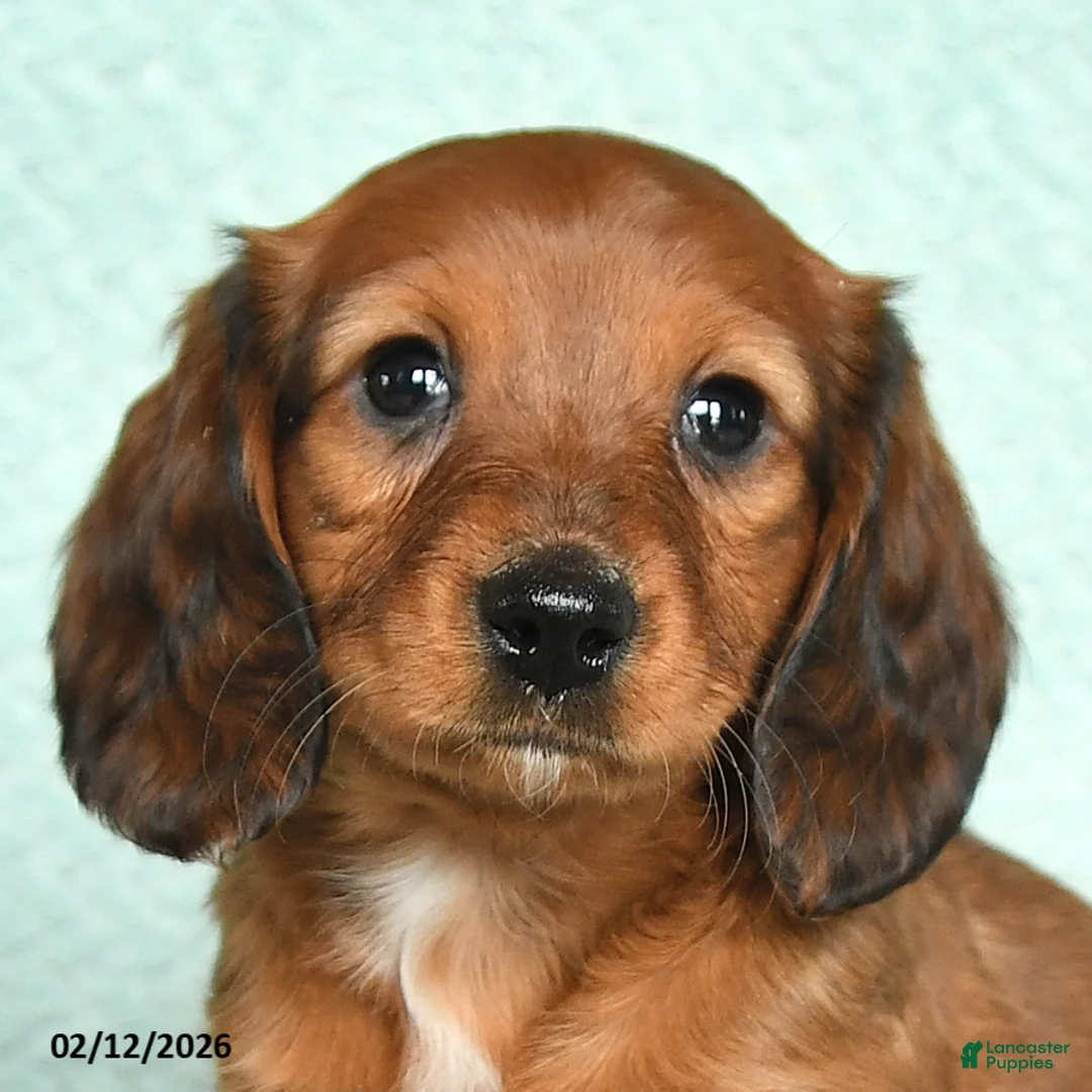 Miniature Dachshund dogs for sale: Daisy - Ad 5