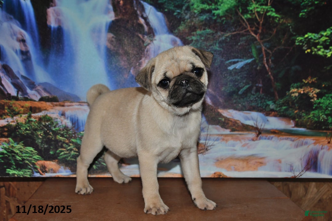 Pug dogs for sale: Rascal - Ad 3