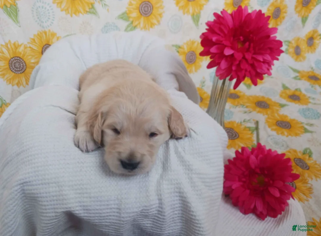 Golden Retriever dogs for sale: Emily - Ad 2