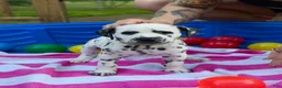 Dalmatian dogs for sale: Dalmatian 9 - Ad 7