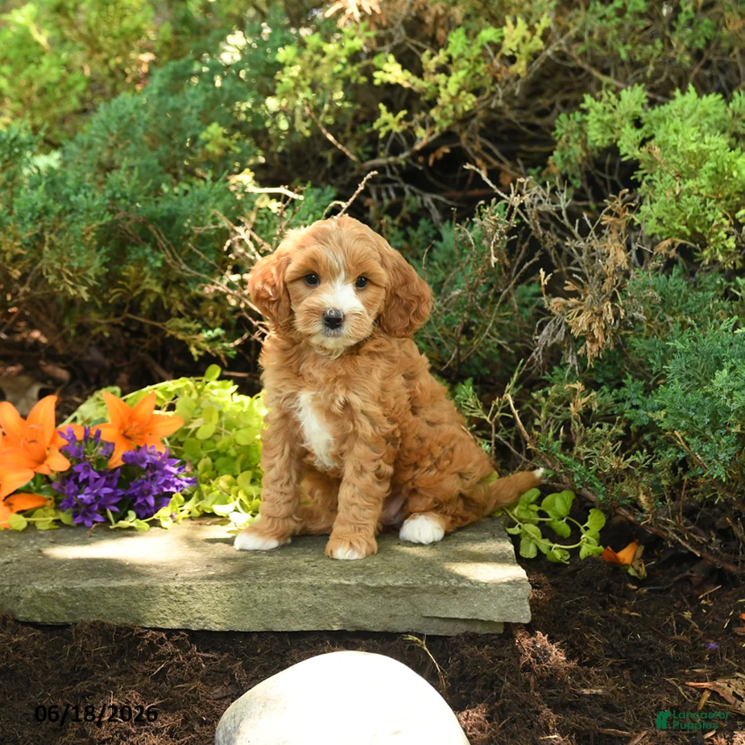 Mini Goldendoodle dogs for sale: Willow - Ad 1