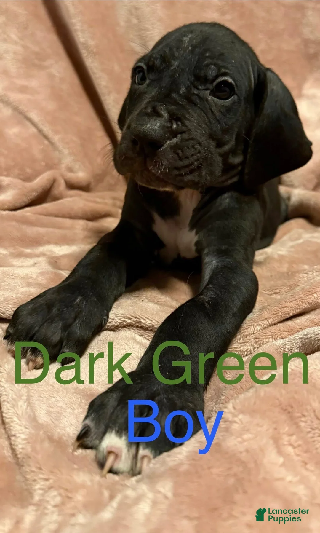 Great Dane dogs for sale: Great Dane Puppy 10 - Ad 1