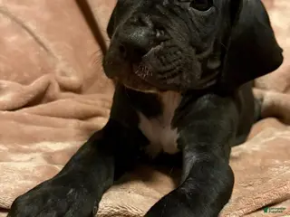 Great Dane dogs Great Dane Puppy 10 - Ad 26