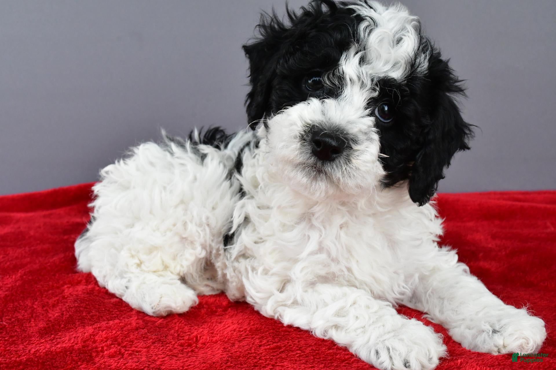 Cockapoo dogs for sale: Milo - Ad 1