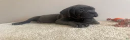 Cane Corso dogs for sale: Diamond  - Ad 5