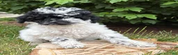 Miniature Poodle dogs for sale: Poppy - Ad 1