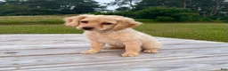 Cockapoo dogs for sale: Lily - Ad 3
