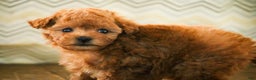 Miniature Poodle dogs for sale: Kermit - Ad 5