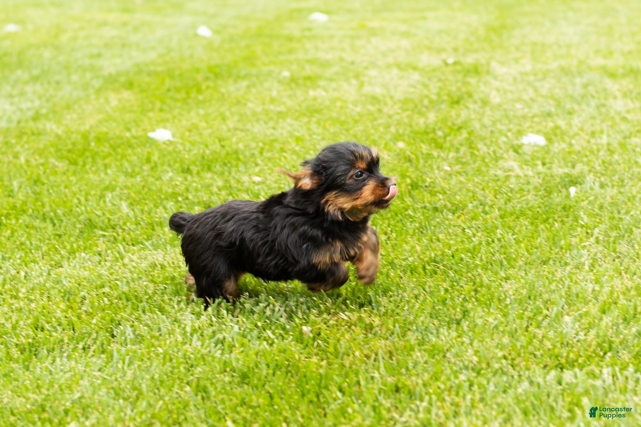 Yorkshire Terrier dogs Myran  - Ad 42