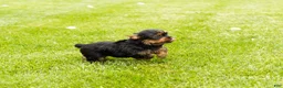 Yorkshire Terrier dogs for sale: Myran  - Ad 1