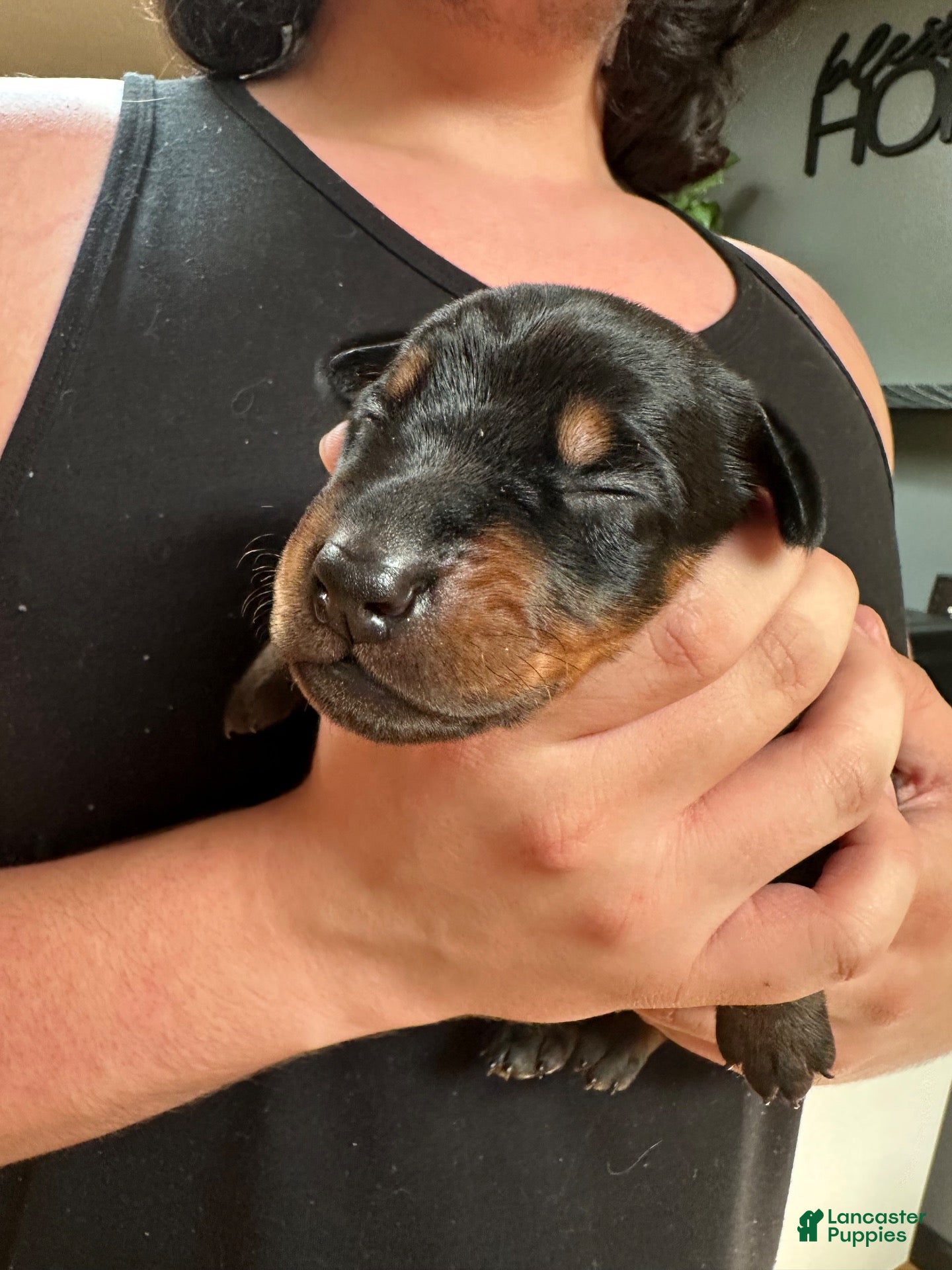 Doberman Pinscher dogs for sale: Polly - Ad 3