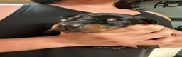 Doberman Pinscher dogs for sale: Polly - Ad 1