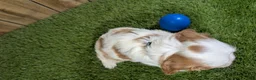 Cavalier King Charles Spaniel dogs for sale: Carmella Boy 1 - Ad 3