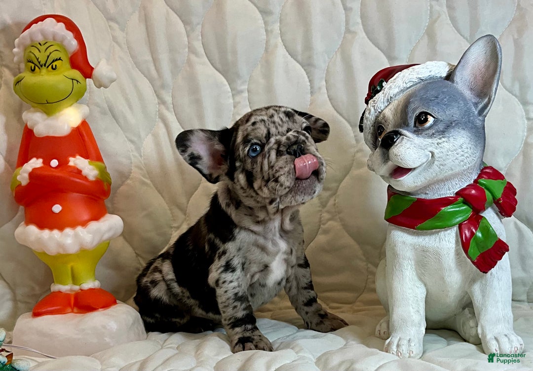 French Bulldog dogs for sale: Shell - Ad 4