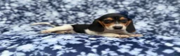 Beagle dogs for sale: Whitney - Ad 9