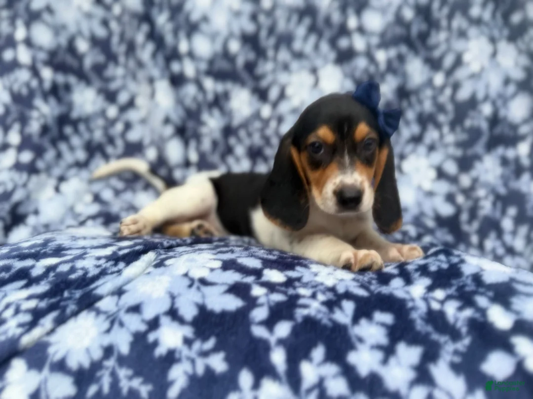 Beagle dogs for sale: Whitney - Ad 9