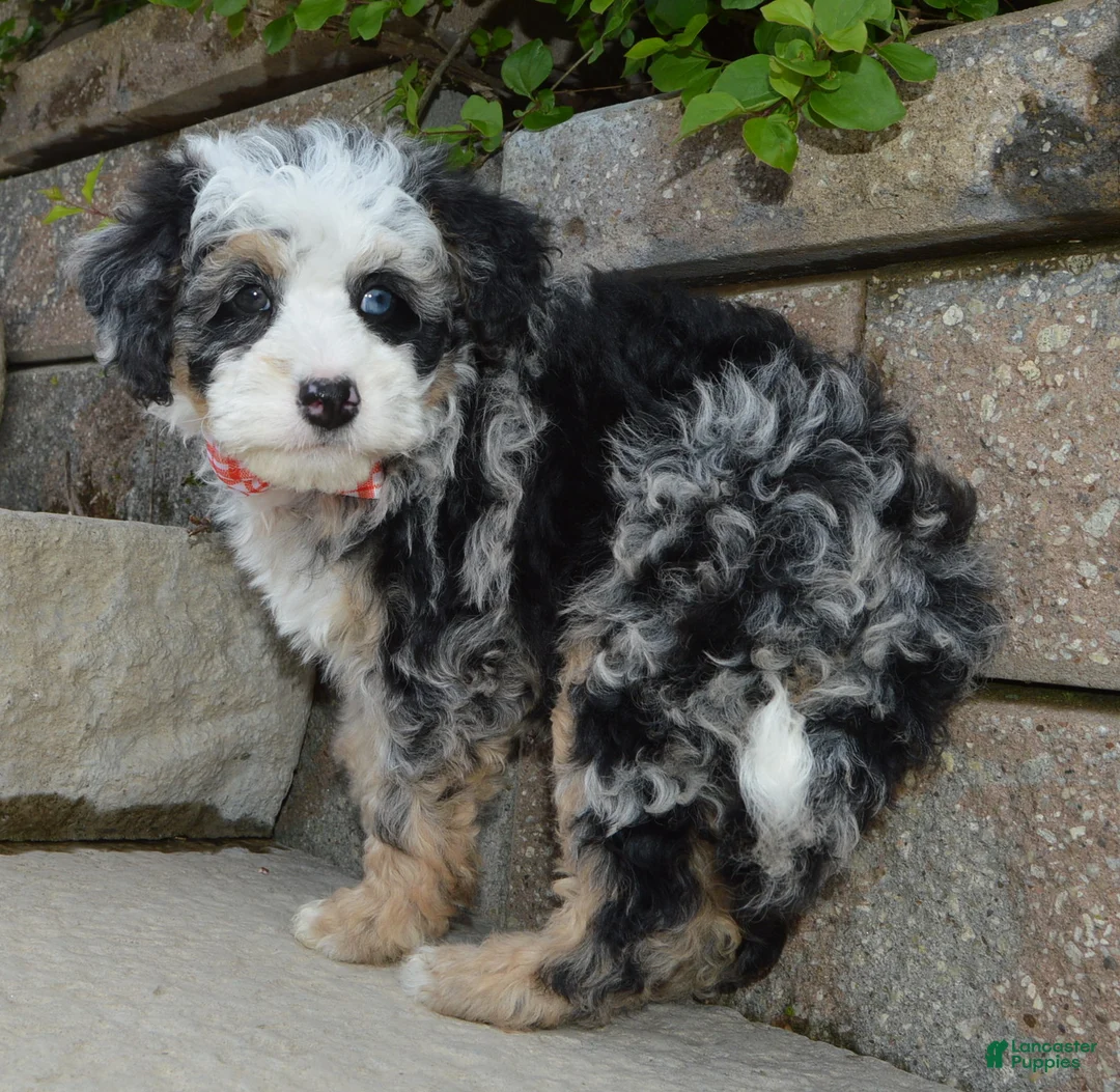 Mini Bernedoodle dogs for sale: Bella - Ad 1