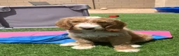 Goldendoodle dogs for sale: Goldendoodle Male - Ad 8