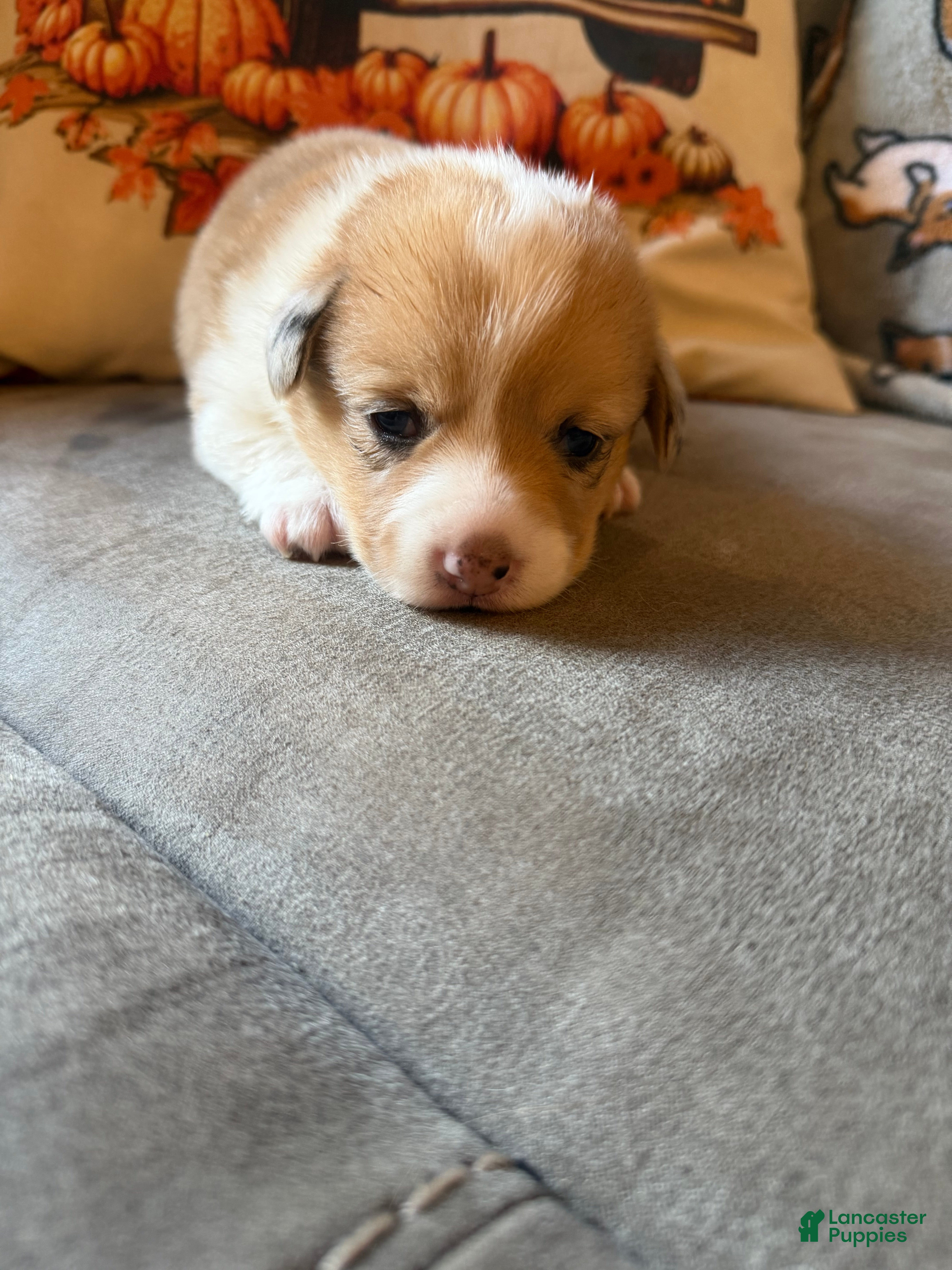 Mixed Breed dogs Cruz - Ad 33