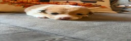 Mixed Breed dogs for sale: Cruz - Ad 4